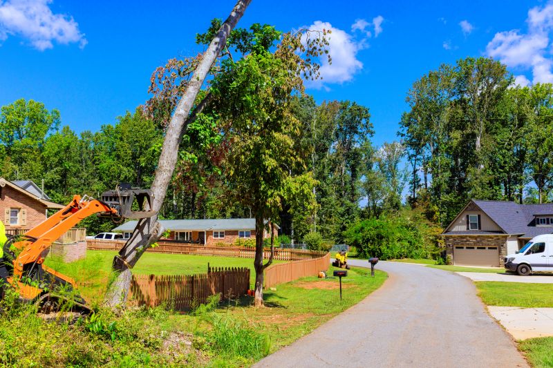 Tree and Brush Removal