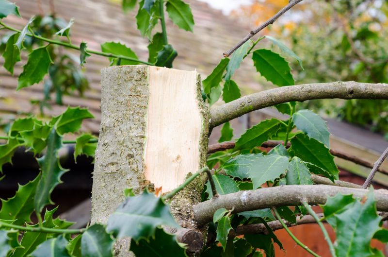 Local Land Clearing Experts