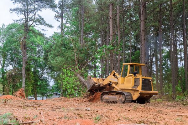 Trees Clearing in Holly Springs