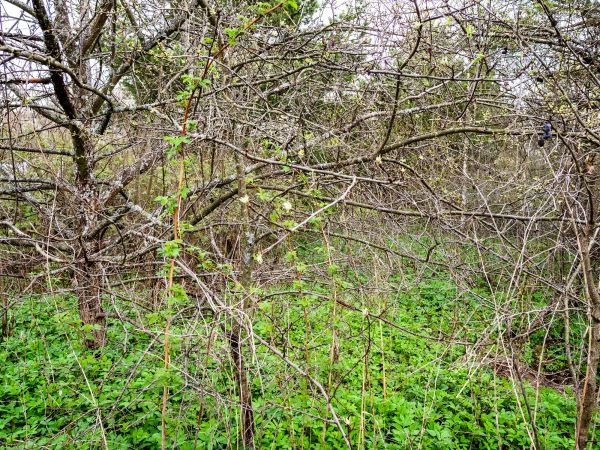 Underbrush Clearing in Holly Springs
