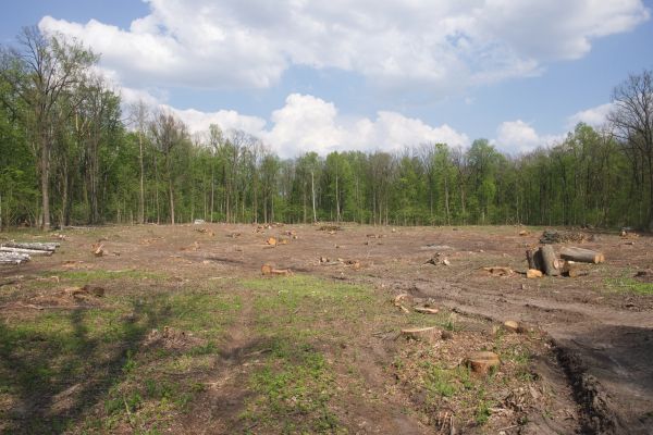 Pasture Clearing in Holly Springs