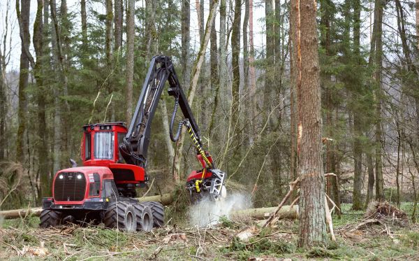 Cost of Forest Clearance Service in Holly Springs