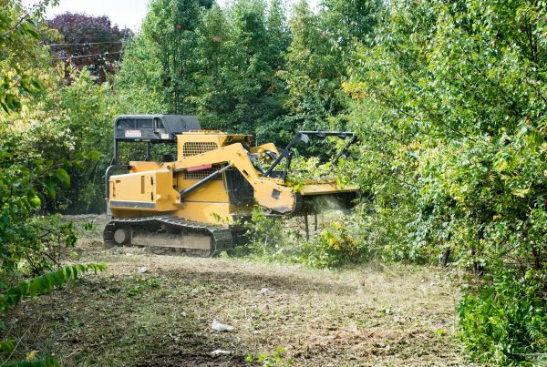 Cost of Pathway Clearing in Holly Springs
