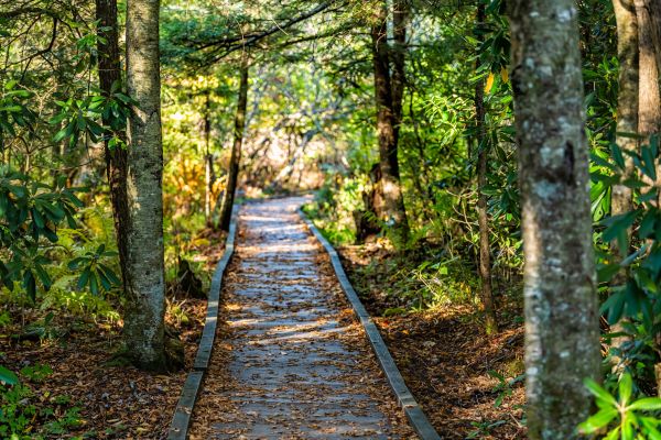 Trail Clearing in Holly Springs